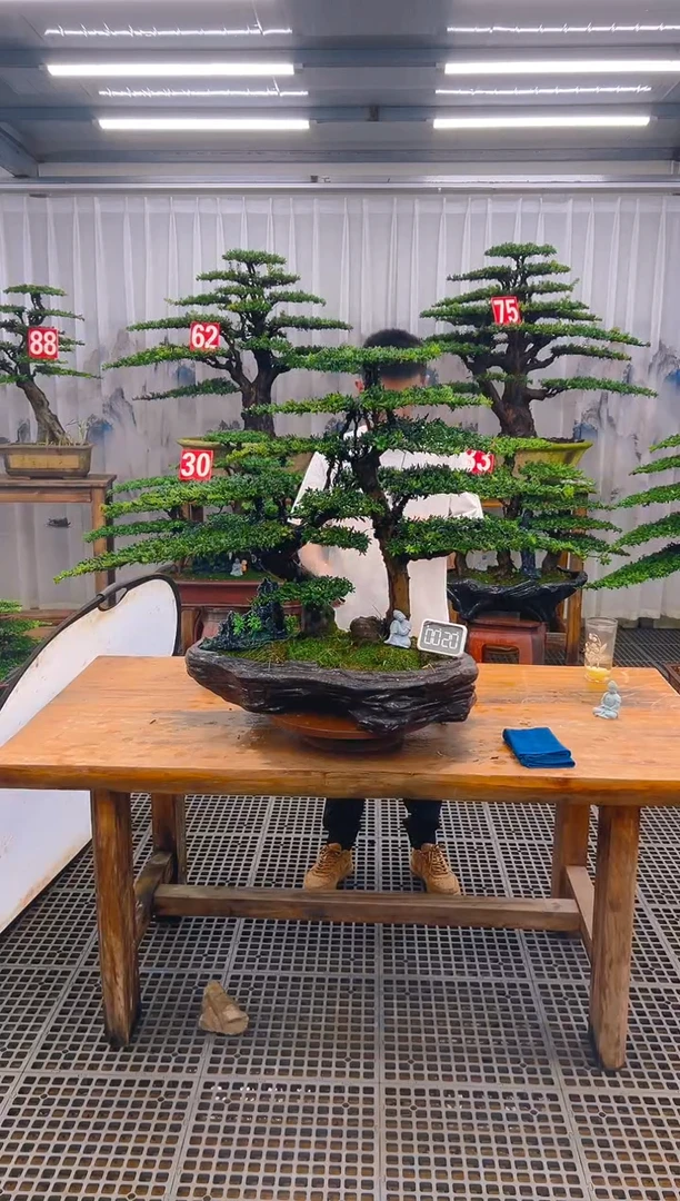 无花朵精品盆景直播间一物一拍