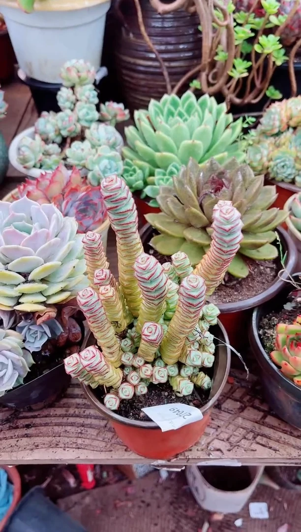 27049多肉植物一物一拍