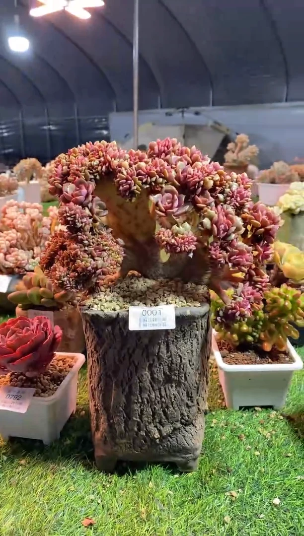 【闪购商品】0001a