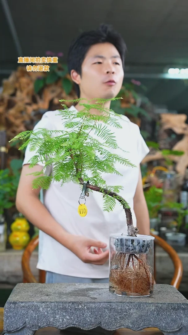 当前无花栽培后可以开花水杉410T