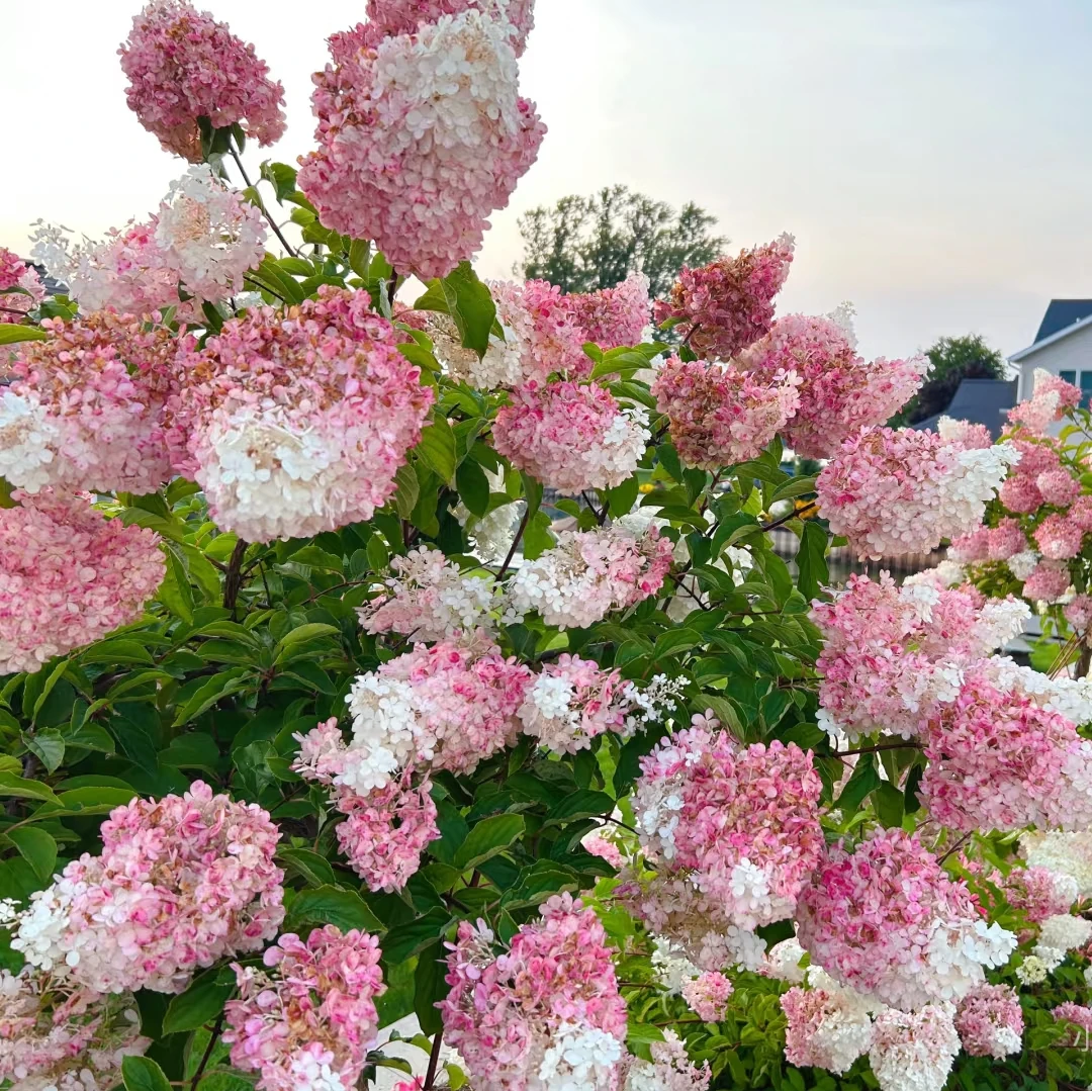 香草草莓【小盆】绣球盆栽阳台庭院新手易养护喜水花园植物