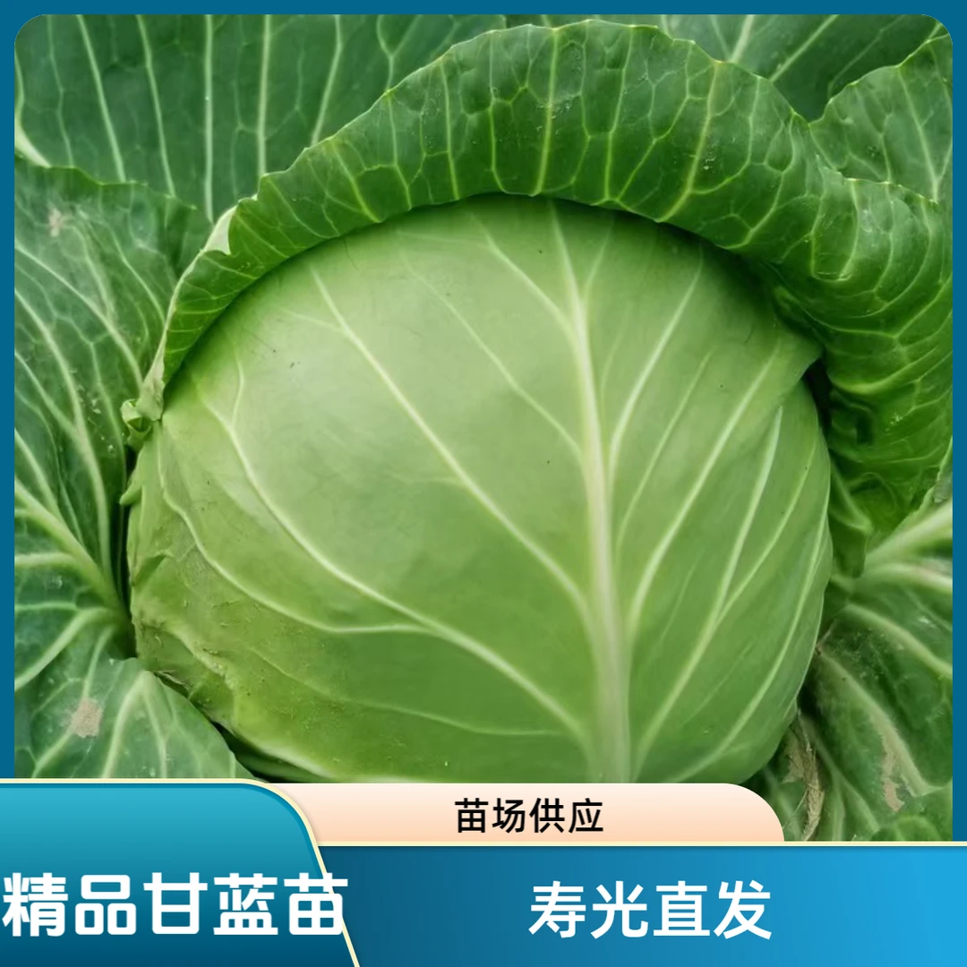精品甘蓝苗包菜苗紫甘蓝（寿光苗场直发）蔬菜苗