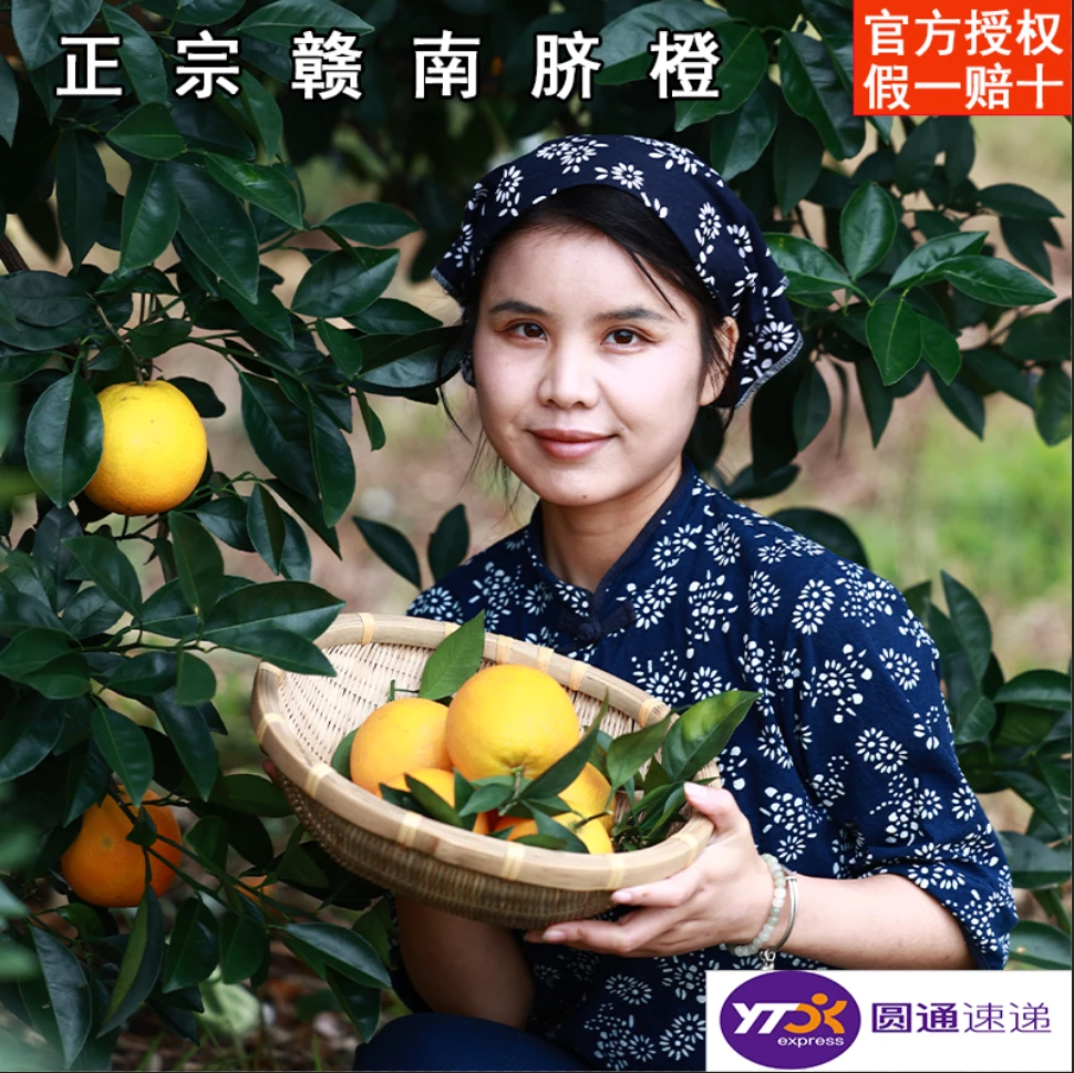 赣南脐橙现摘现发产地直发圆通赣南脐橙现采现发新鲜橙子九省包邮