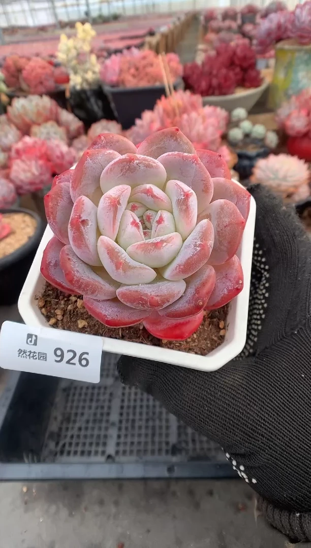 826糖心多肉植物一物一拍