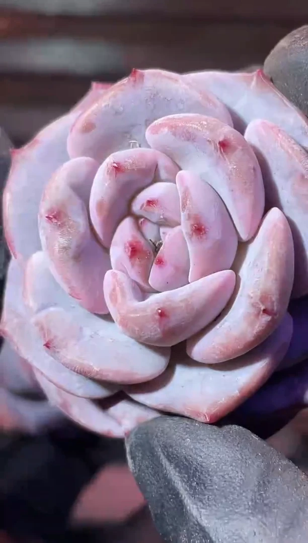 32-62 烟黛3-4厘米量拍发一颗