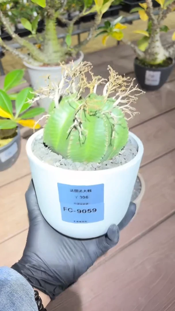 法丽达大戟FC-9059