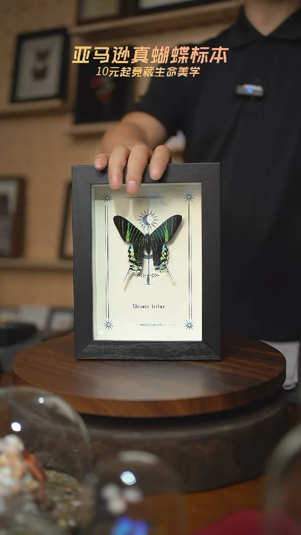 月亮蛾图腾款7寸竖框