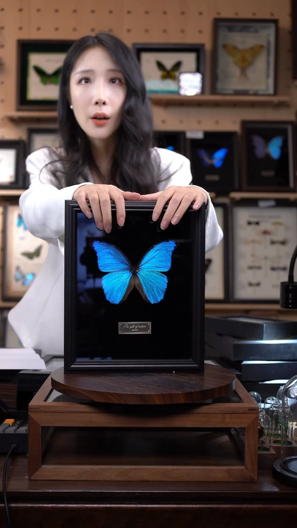 大蓝闪蝶黑绒底版10寸欧式框（带证书）