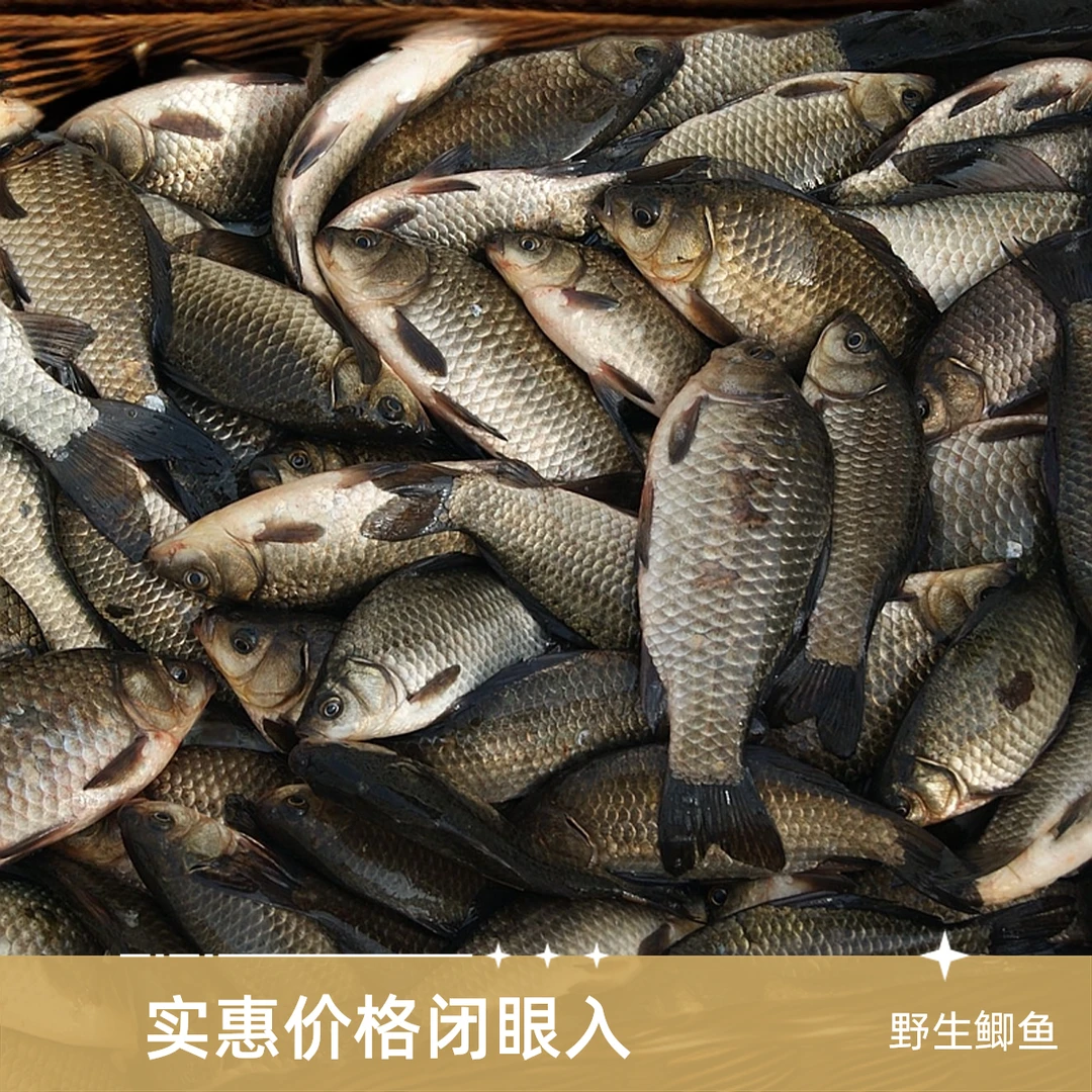 微山湖野生鲫鱼打氧发货每斤2-3条