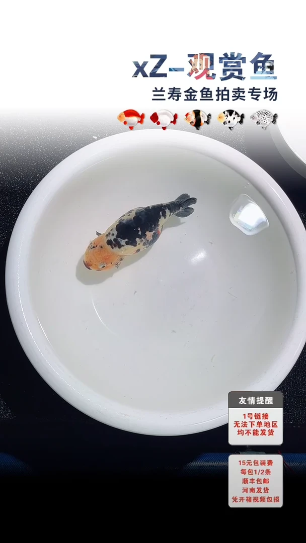 金鱼包装必拍未拍顺丰到付71号