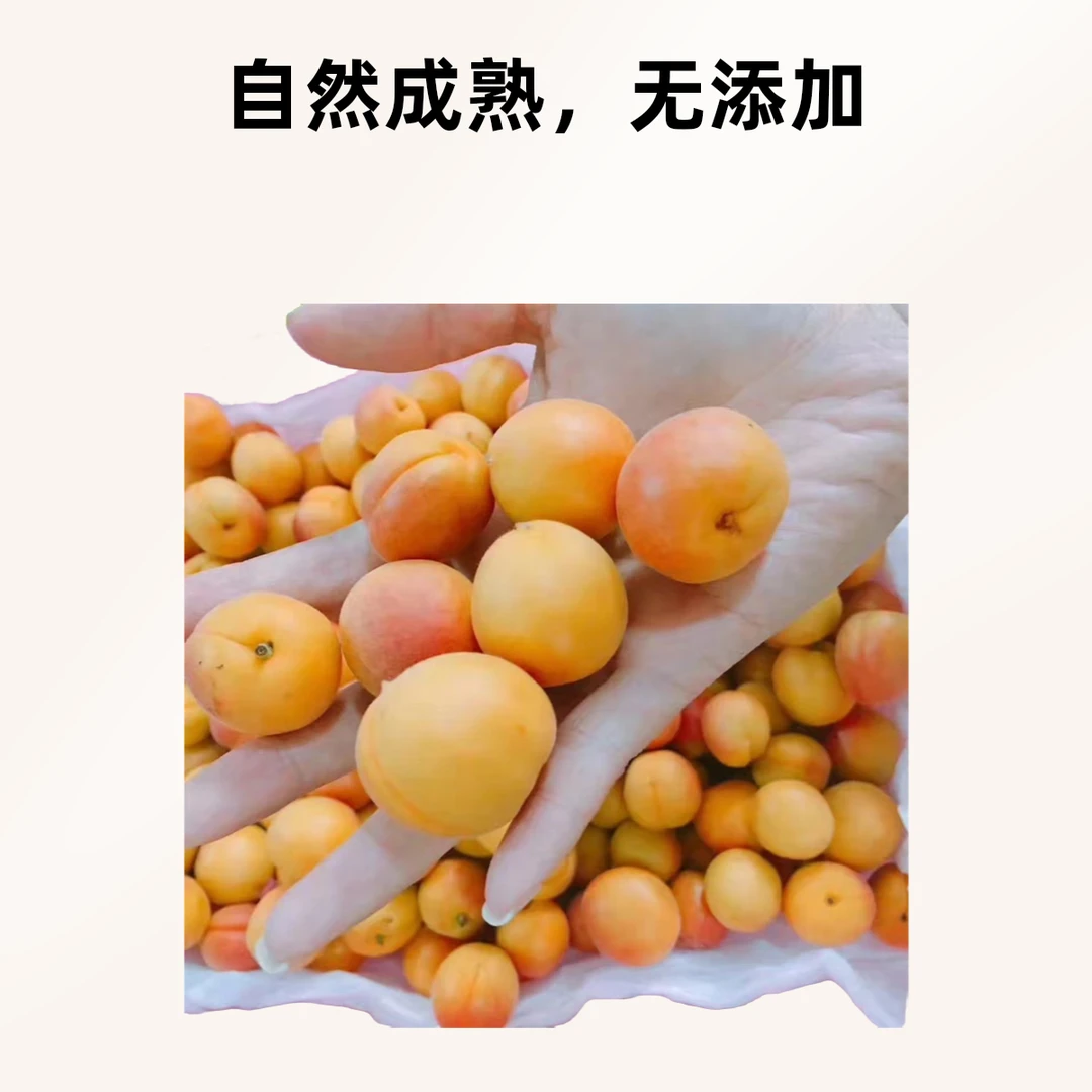 新疆吊杆杏约3斤装