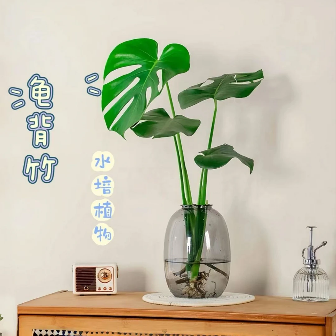 水培龟背竹基地室内绿植盆栽观叶花卉四季常绿好养护鲜活盆春羽