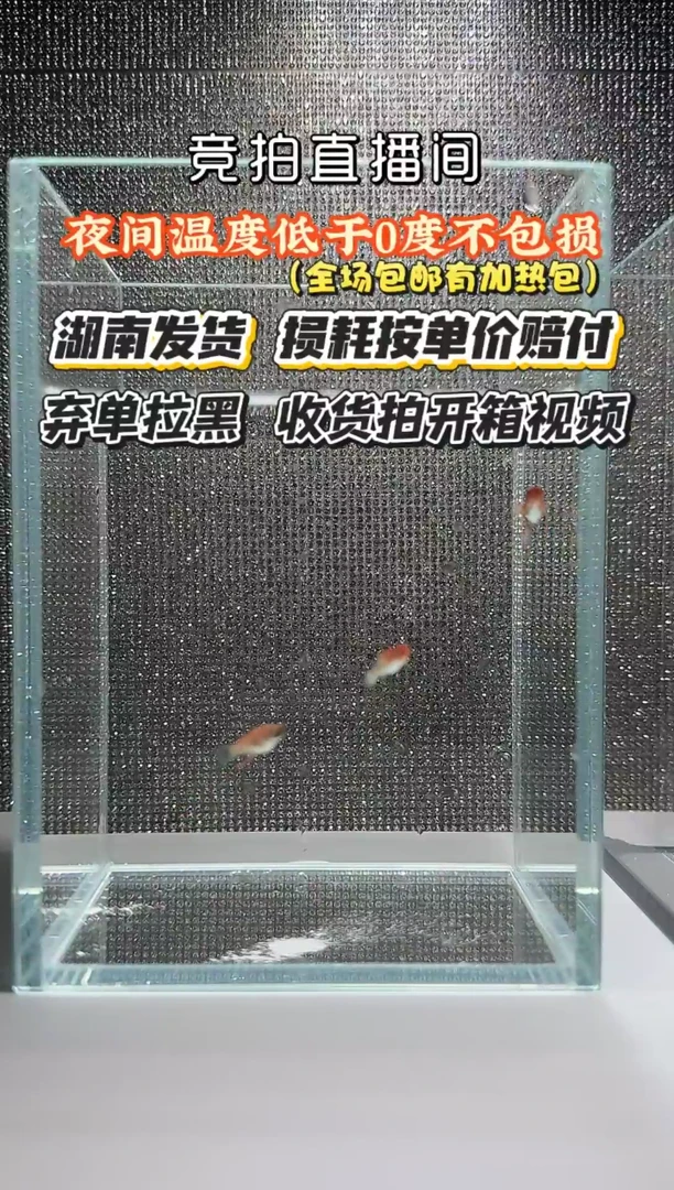 孔雀鱼泰国红头斑马小苗