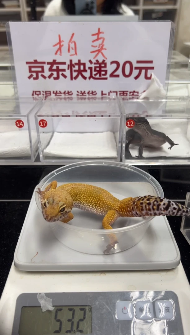 豹纹守宫00000000