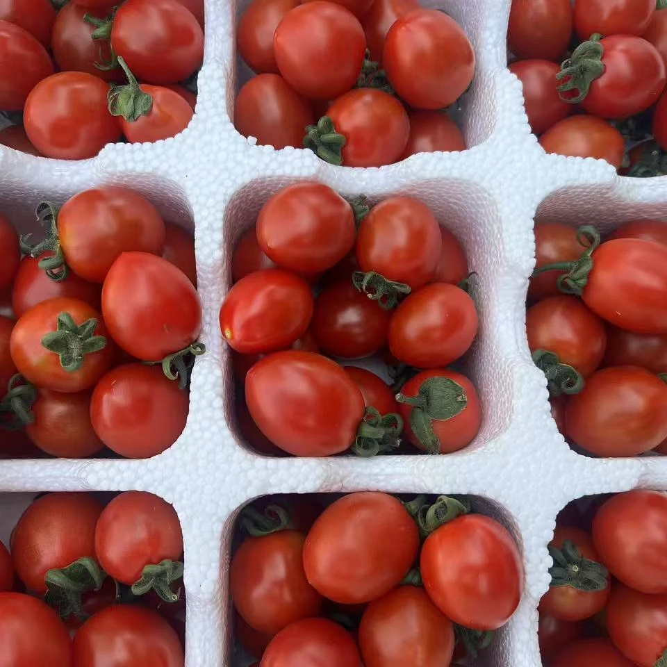 正宗山东农家自采圣女果爆汁拍四斤送一斤新鲜番茄同城送大红小番茄圣女果山东省