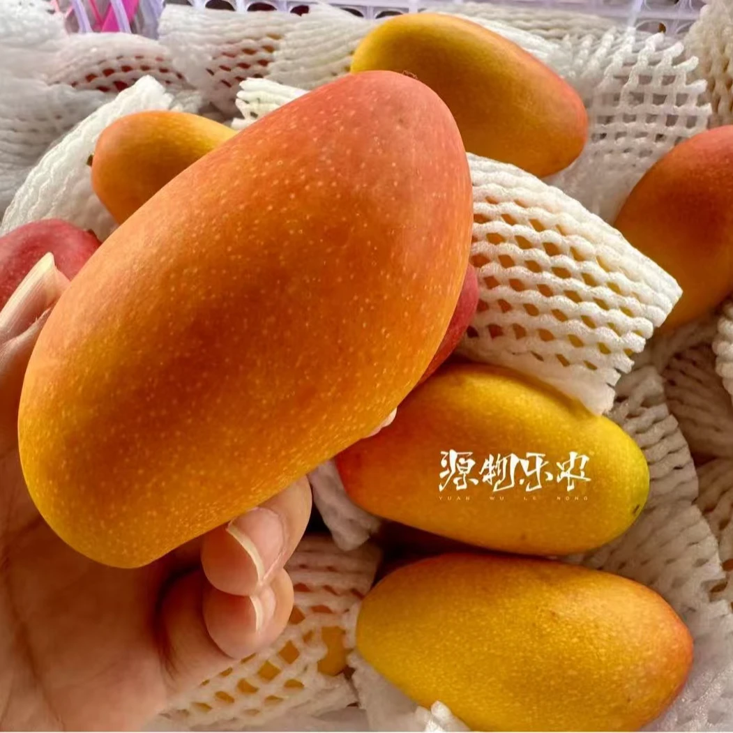 【2斤】海南树熟贵妃芒