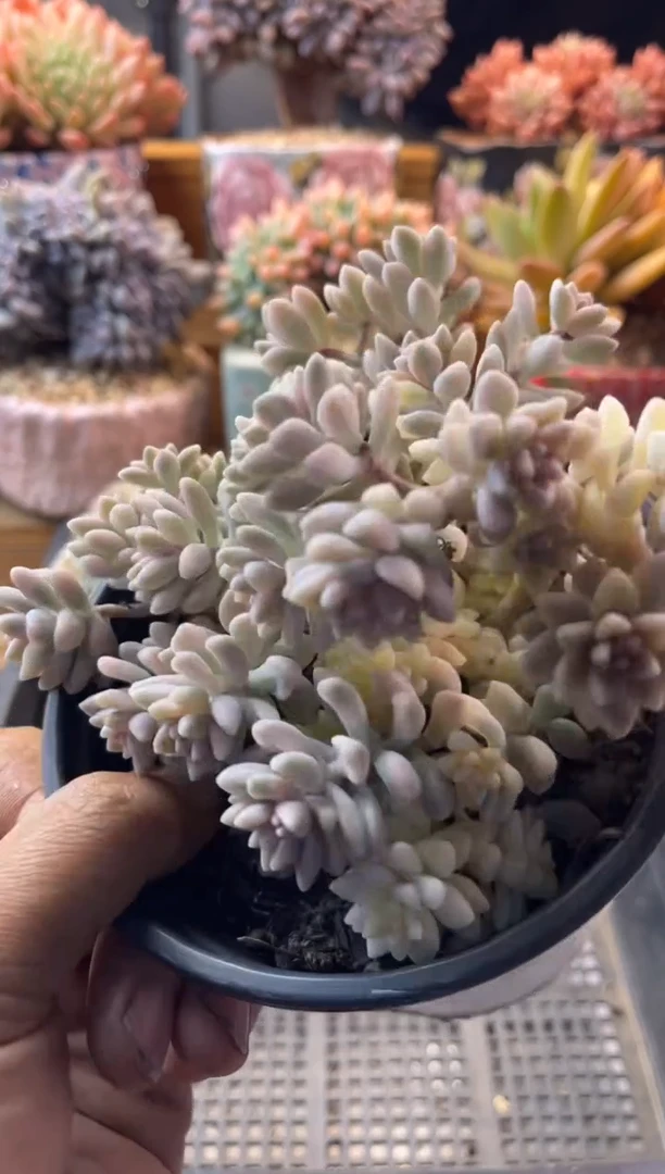 昆**記12.14-33姬秋丽锦不售后