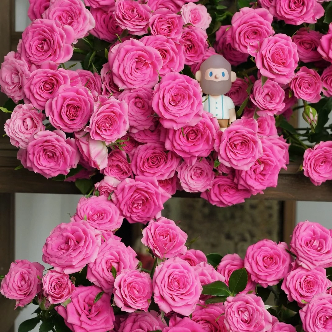 【独鬏鬏优选】A级鲜花 [娜娜小姐] 多头玫瑰 现采鲜活顺丰配送