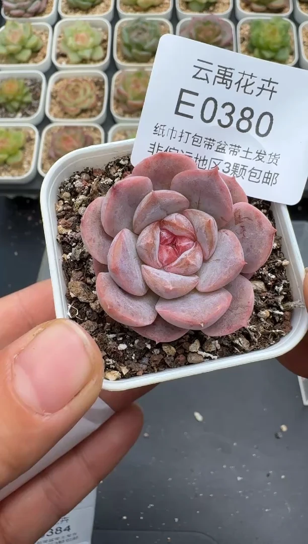380E云禹多肉植物 带盆土纸巾打包 3颗包邮