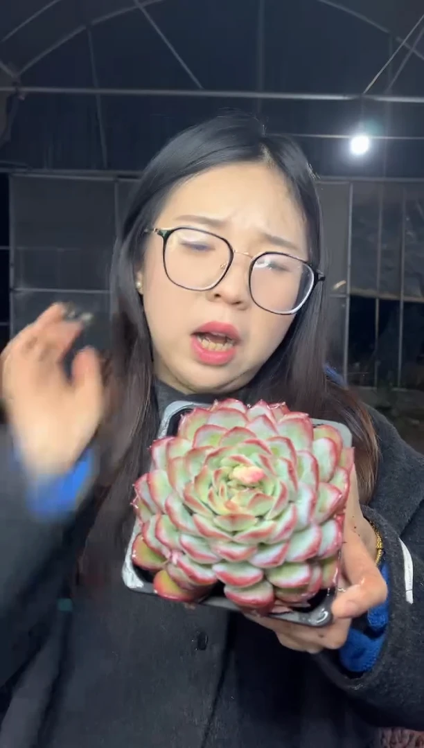 【闪购商品】159-单头雪夜王子带盆土5