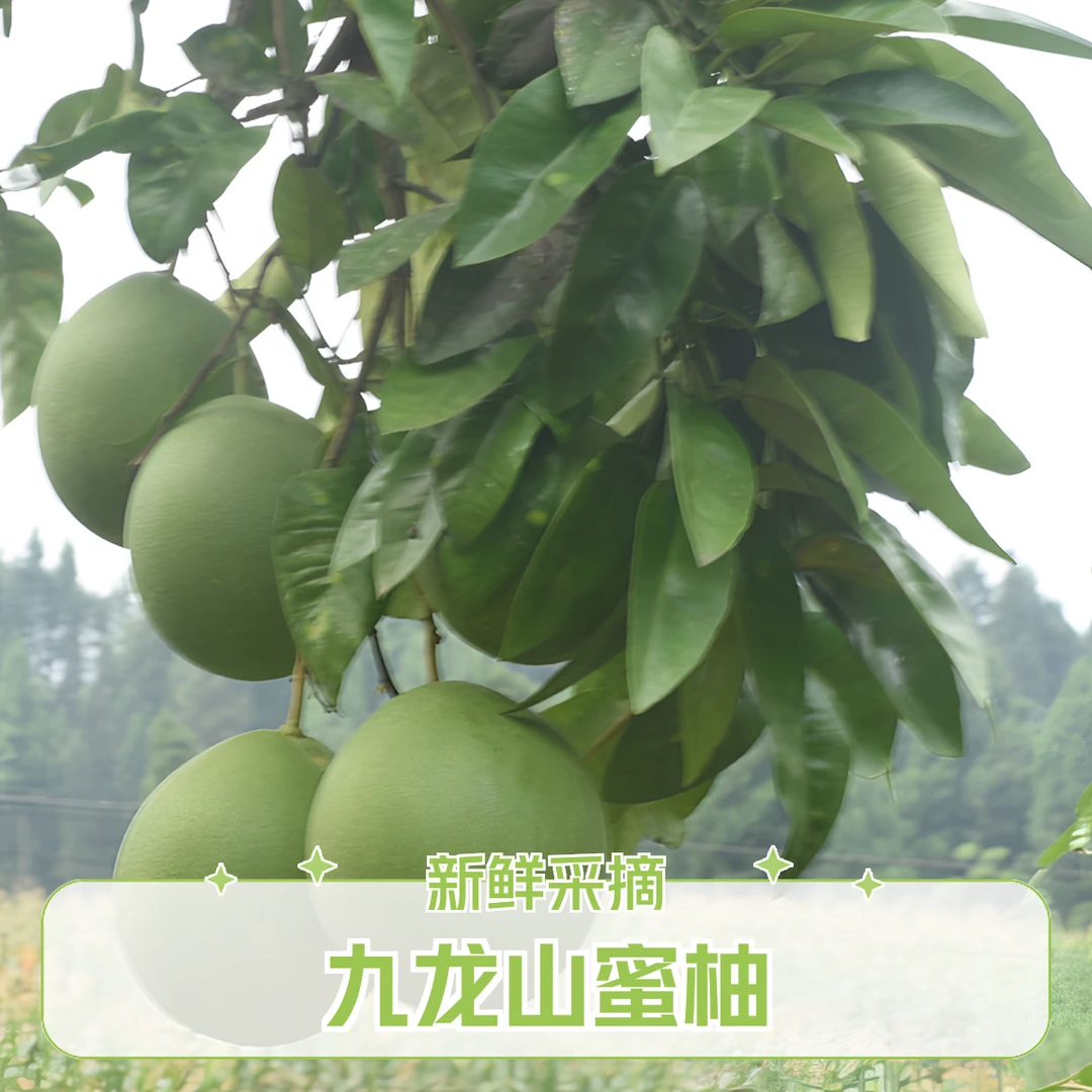 四川九龙山蜜柚新鲜采摘