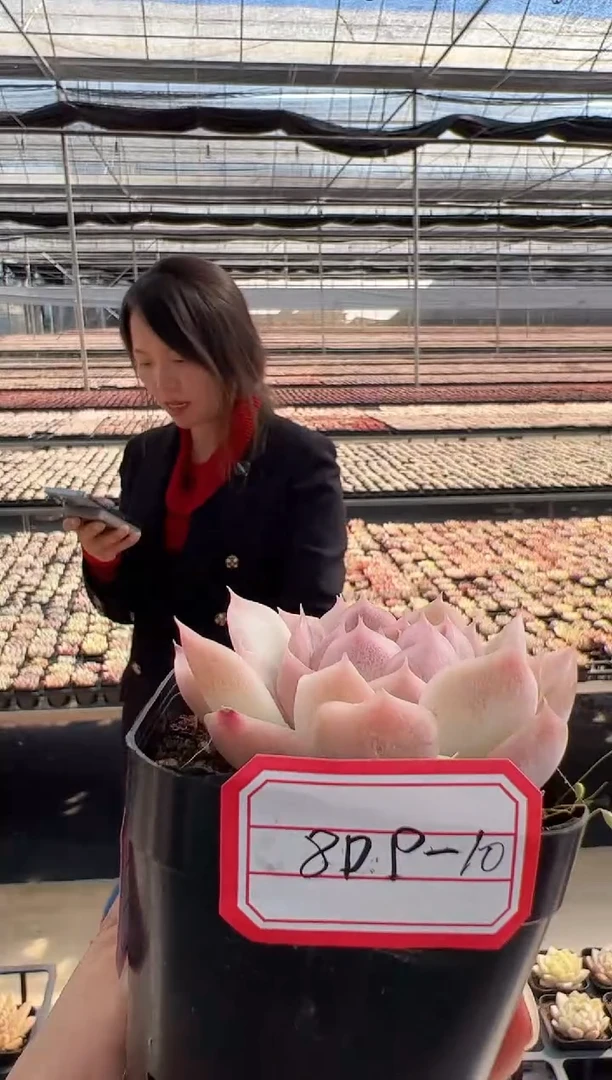 【闪购商品】福利-28