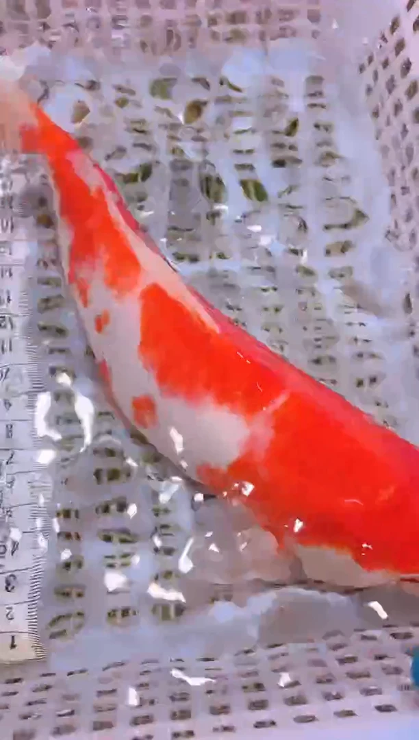 锦鲤冷水观赏鱼全场包邮15