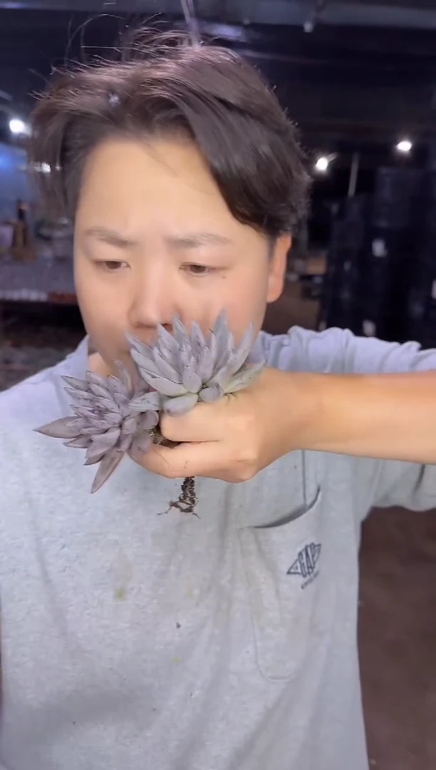 魔爪2颗  5