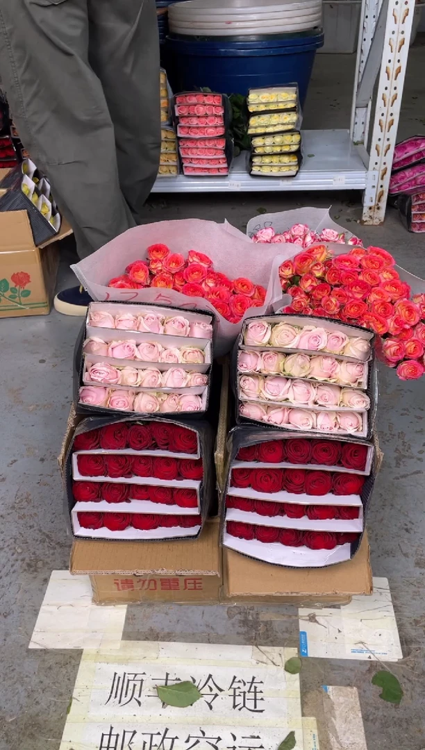 高原红20枝+粉红20枝+爱丽丝10枝+折射10枝