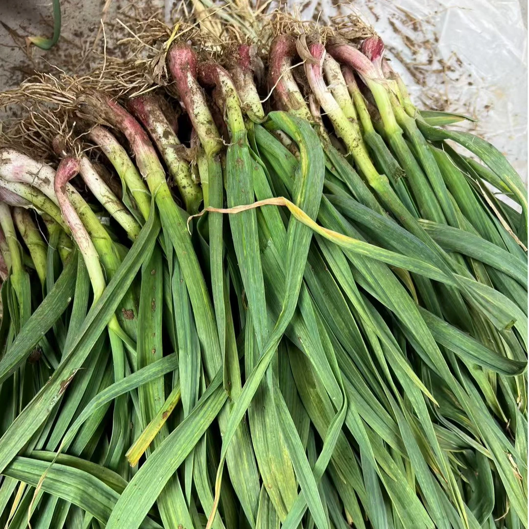 广水特产本地新鲜蒜苗吉阳大蒜湖北随州红根蒜苗农家自种新鲜蔬菜