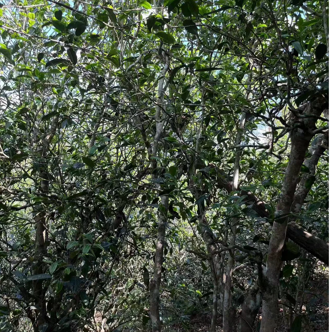 【小荒田5号古树茶通用链接】全部商品以直播间为准【坝歪古树散料】