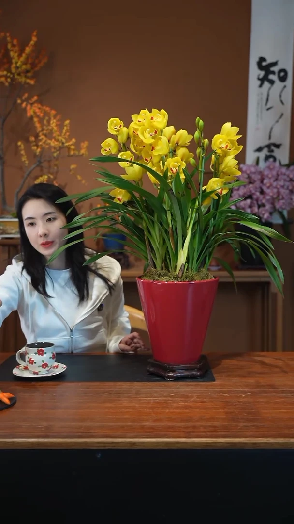 全部花朵月影盆景盆景