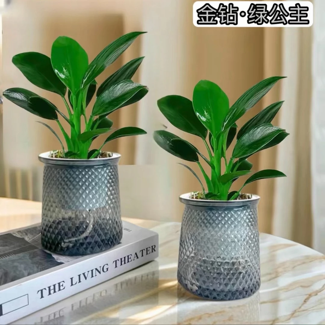（到手2盆）邓掌柜大叶金钻绿公九里香主室内办公桌面美观盆栽配盆