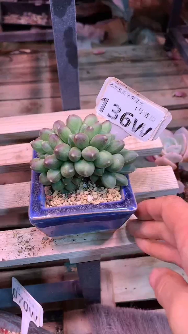 【闪购商品】136WWW