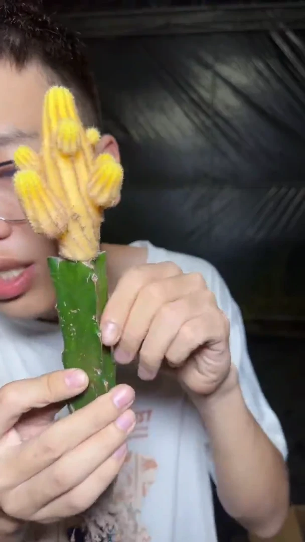 2颗 红山吹 锦 嫁接
