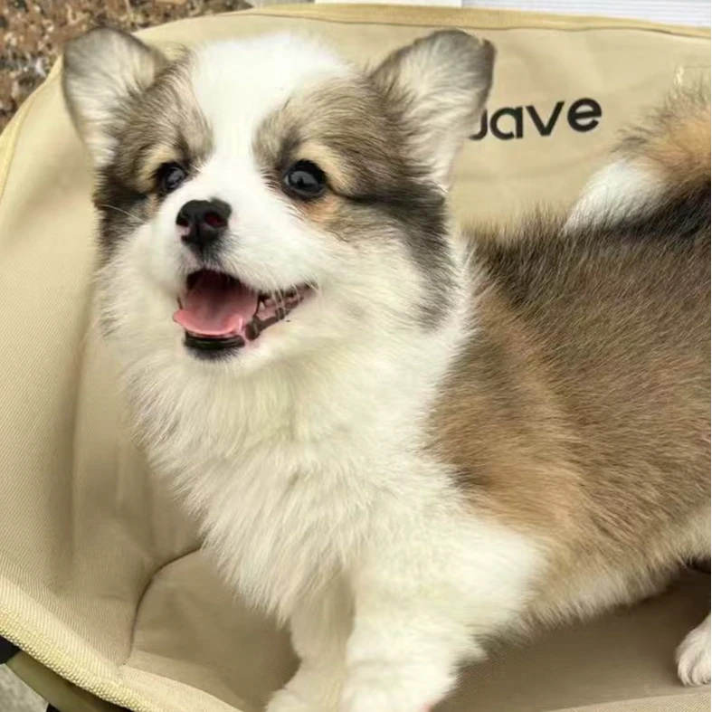 叮咚柯基犬宠物狗狗可爱伴侣犬礼物聪明温顺快乐小狗