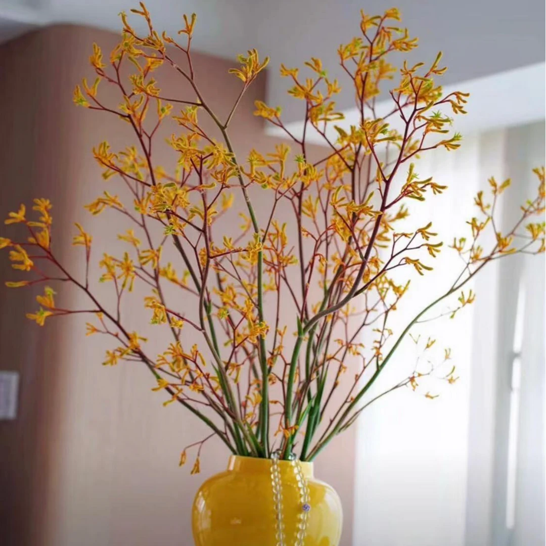 【我种花】袋鼠爪黄色红色春季鲜花小众生活办公花材瓶插花云南直发