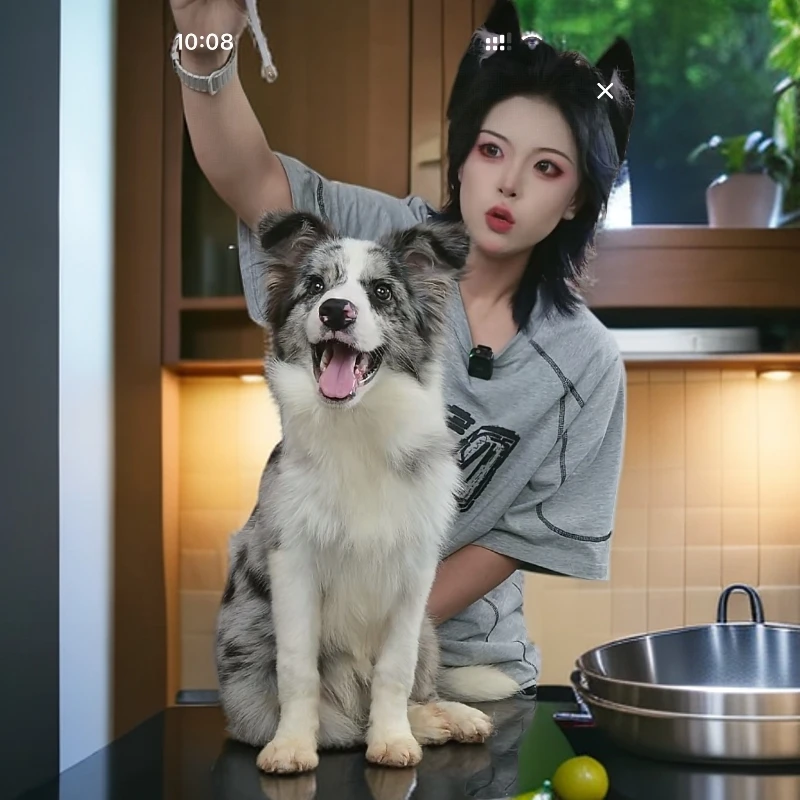 飞飞宝哥聊边牧登陆双冠直系蓝陨石弟弟边牧 活体 宠物狗狗