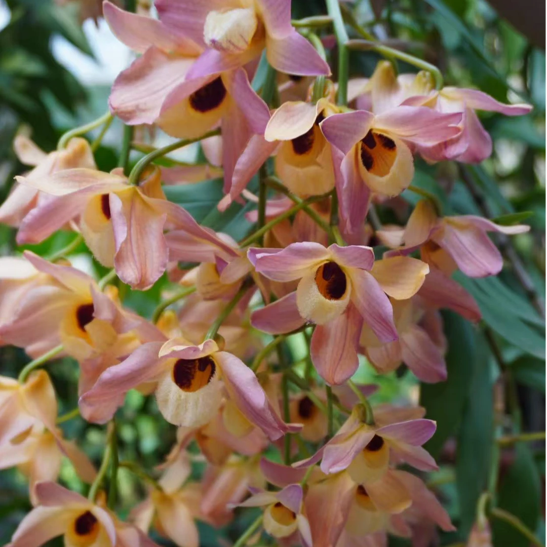 斛森林1杯 红苕唇 石斛兰 送木盆  5度以下拍保温棉