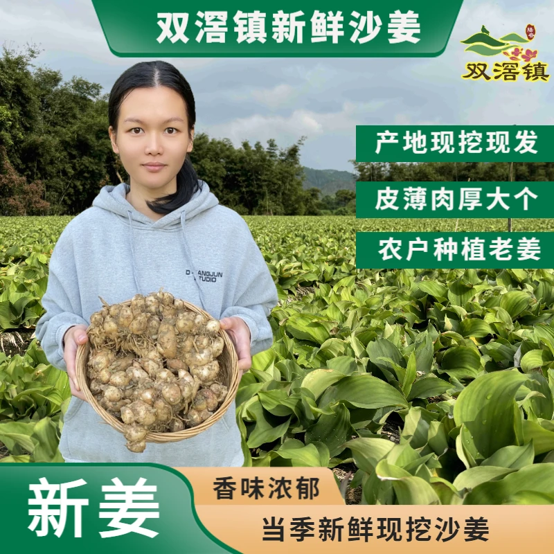 广东正宗新鲜沙姜厨房必备香气浓郁山奈调味包邮