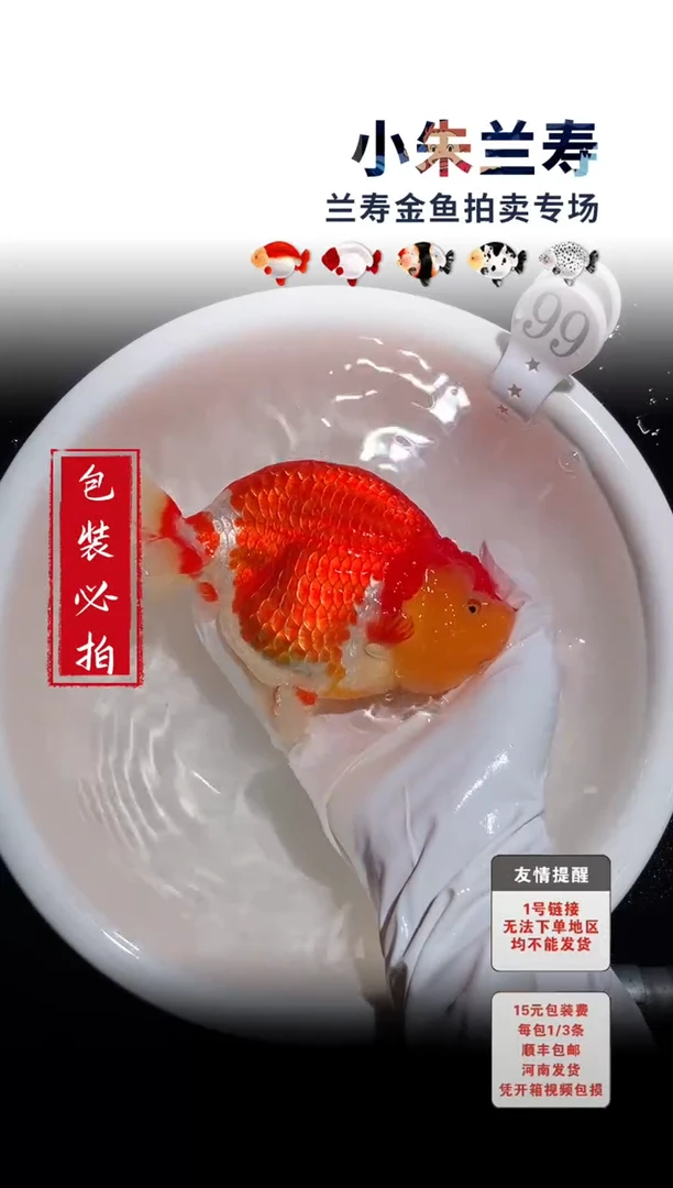 金鱼包装必拍未拍顺丰到付99号