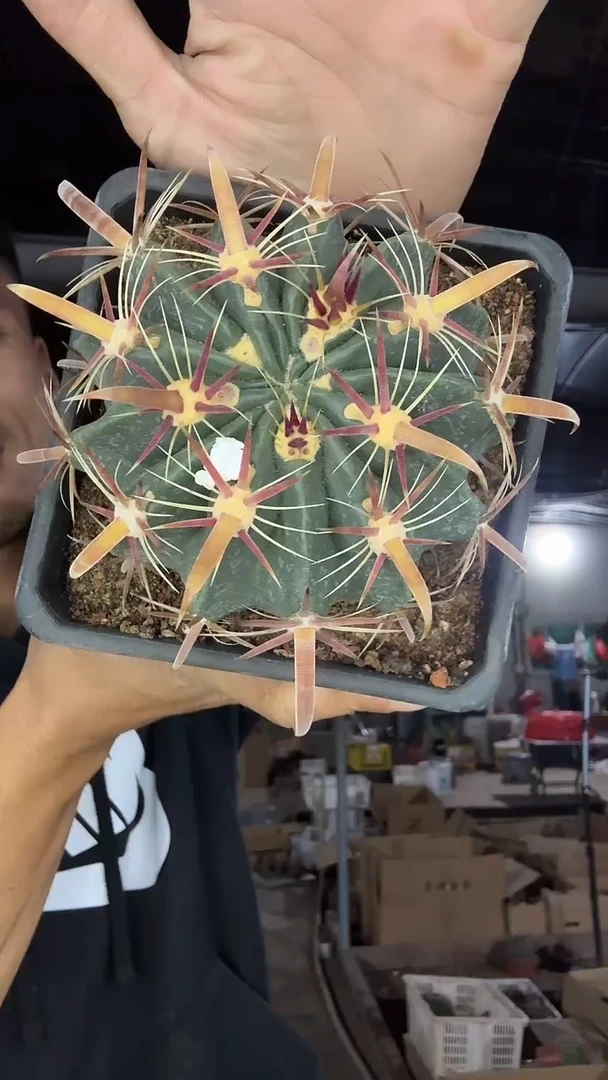 实生4号日出22.99