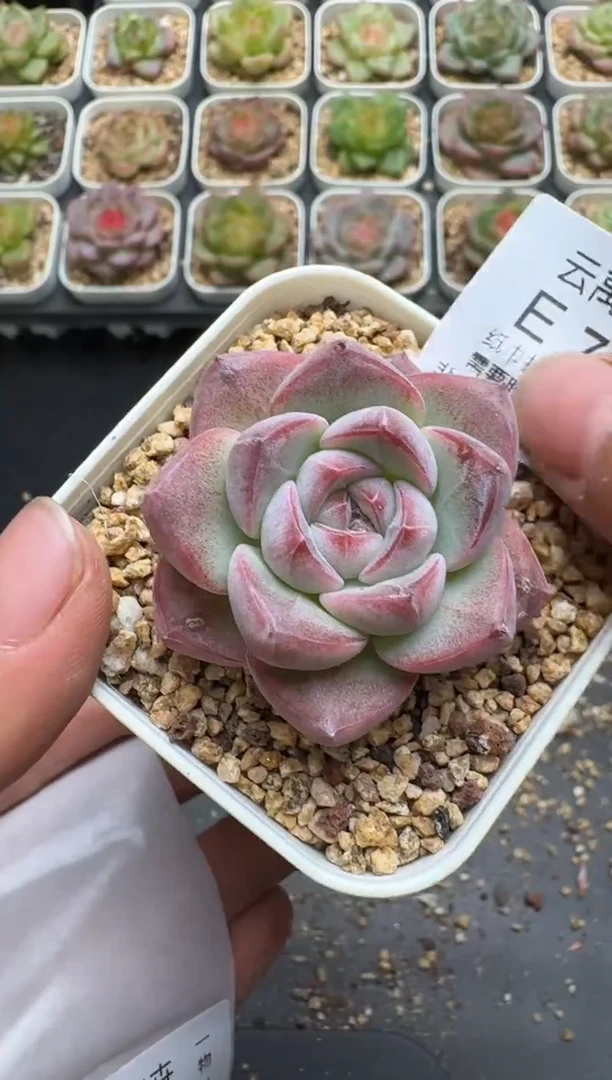 799E云禹多肉植物 带盆土纸巾打包 3颗包邮