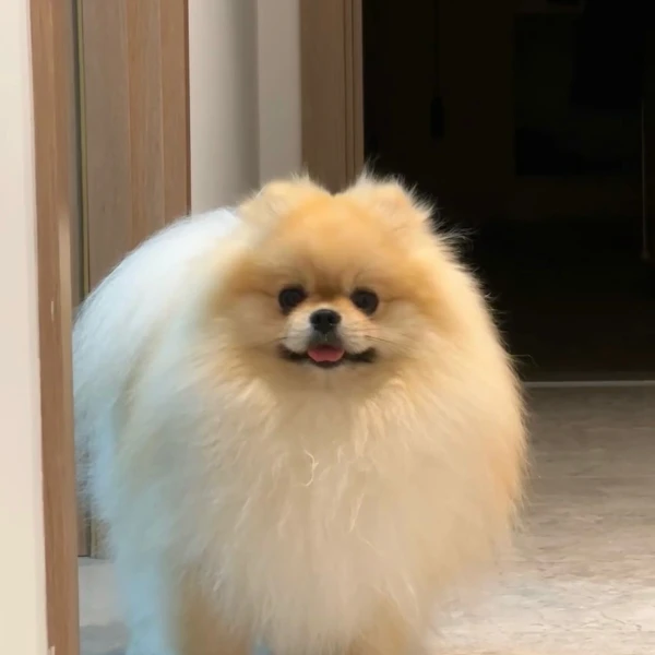 春燕家博美犬萌宠狗狗可爱猫咪伴侣犬女朋友礼物聪明温顺乖小狗