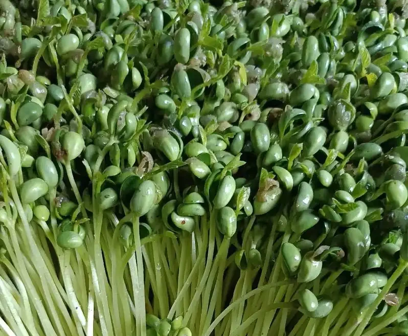 【每日优鲜】云南-青豆苗1盒350g±50g
