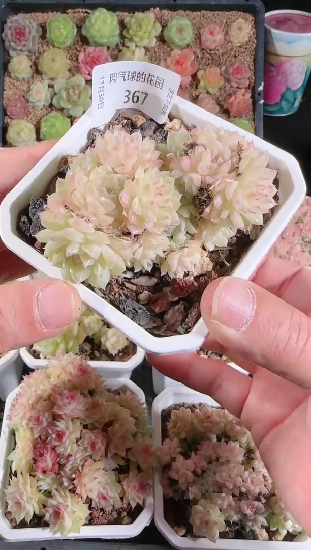 1130-367多肉群生不包整