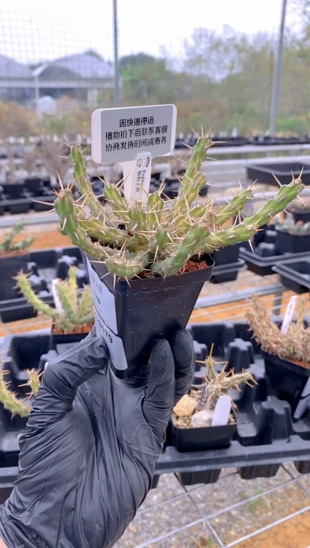 【闪购商品】辐射大戟FA-9179