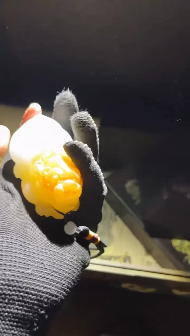 【闪购商品】和田玉把件未镶嵌59悦悦悦悦悦悦悦悦