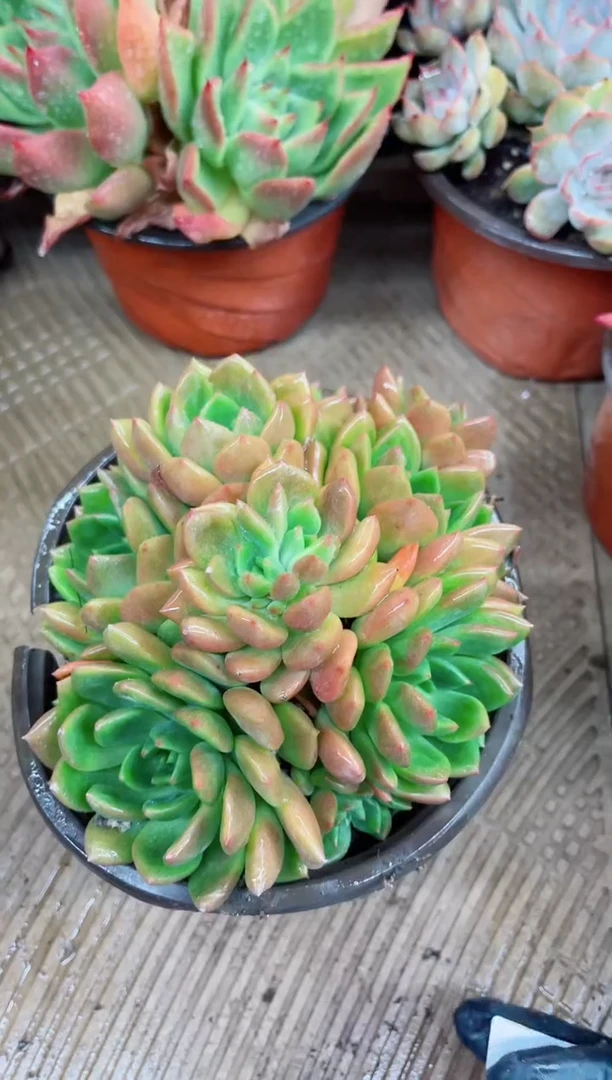 葵*19019多肉植物一物一拍