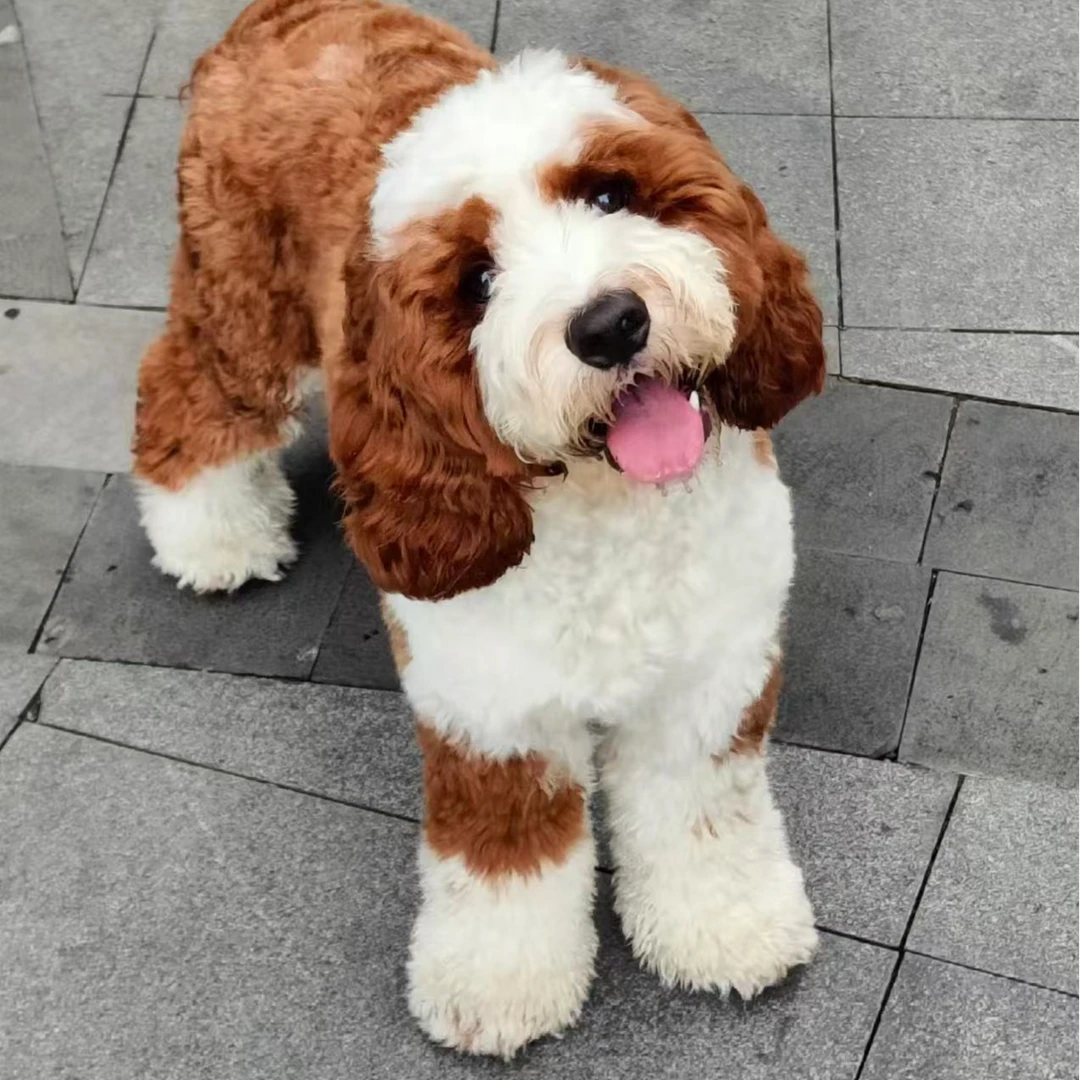 G•W科学繁育高品质可卡布活体宠物.